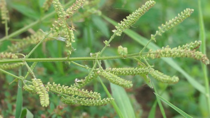 多水蛭属;这种植物是用来防止蚊子叮咬的