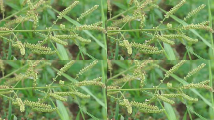 多水蛭属;这种植物是用来防止蚊子叮咬的