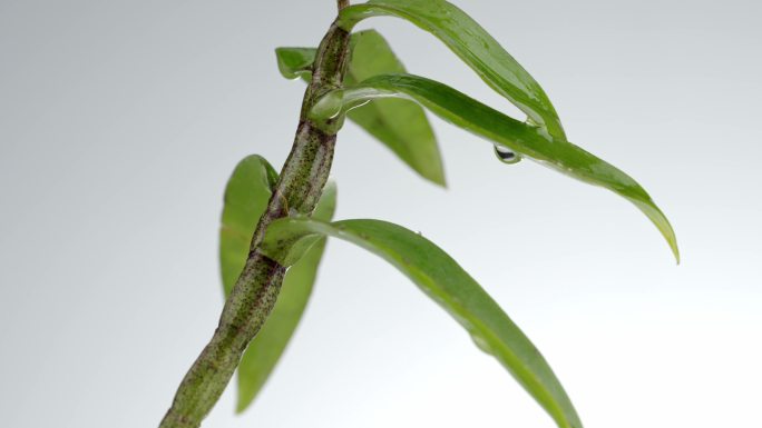 石斛药用观赏养生植物石斛