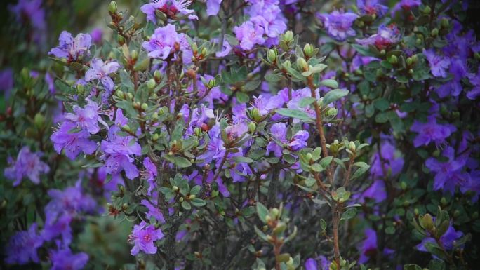 高原上的野花索拉花