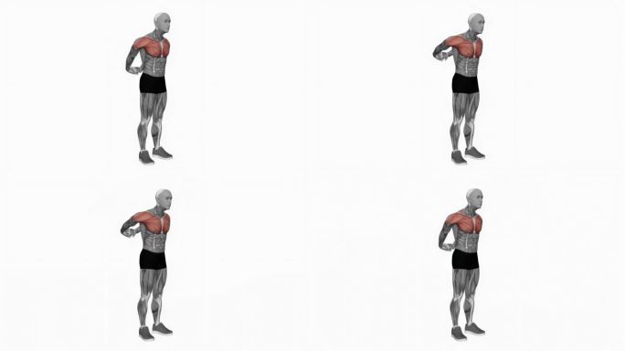 挺胸，双手在后面握住健身运动锻炼动画男性肌肉突出演示4K分辨率60 fps
