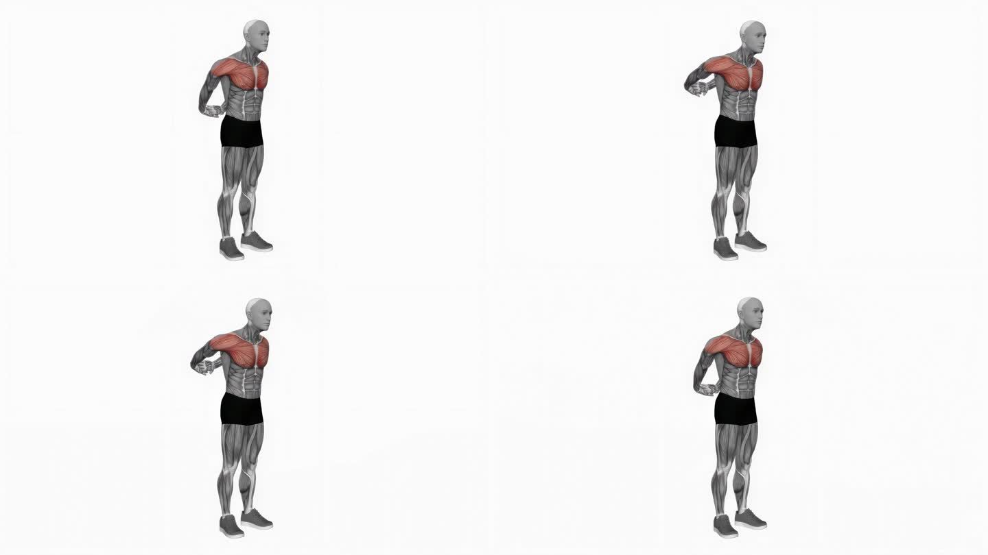 挺胸，双手在后面握住健身运动锻炼动画男性肌肉突出演示4K分辨率60 fps