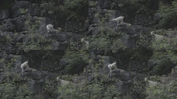 贵州山区赶羊放养