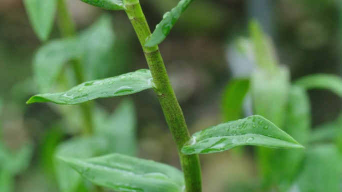 种植浇灌采摘铁皮石斛铁皮枫斗石斛