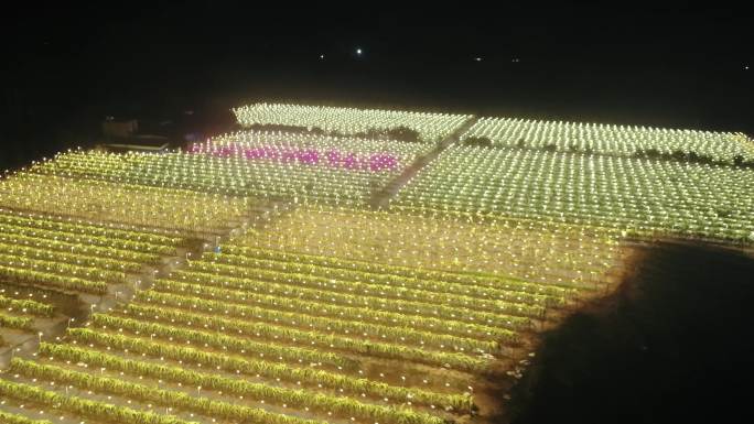 4K M1 广东雷州 火龙果种植园 灯光