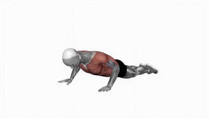 体重跪俯卧撑排健身运动锻炼动画男性肌肉突出演示4K分辨率60 fps