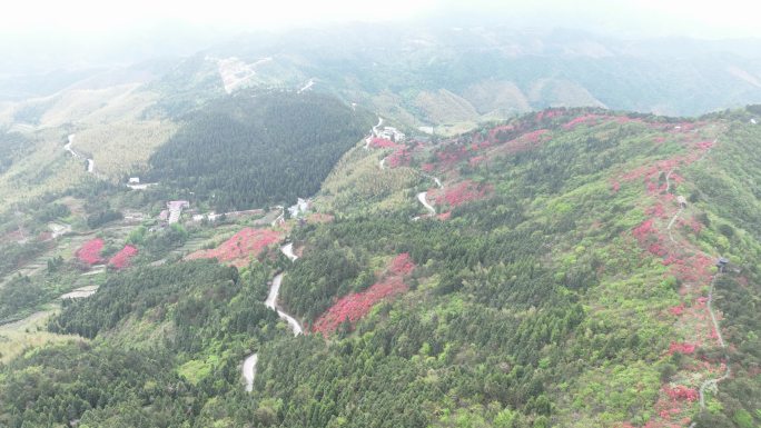 航拍浙江磐安高姥山杜鹃花海