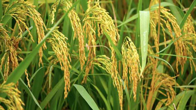 乡村振兴农民农业水稻丰收粮食收割耕地劳作