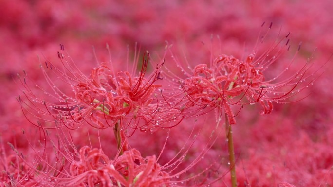 鲜红色的蜘蛛百合，在雨天开成簇