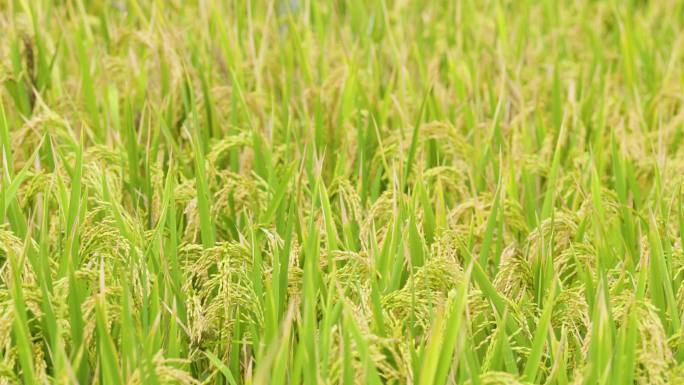 大棚水稻收割