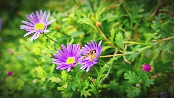 山间野花 蜜蜂采花蜜