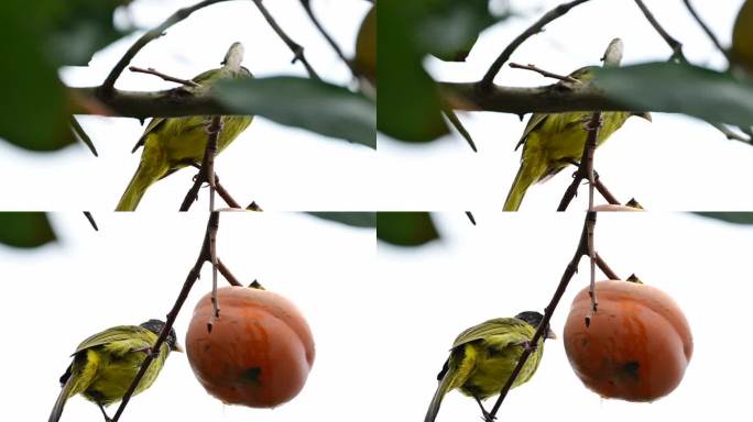 领雀嘴鹎鸟吃柿子