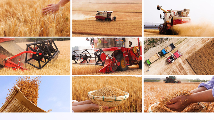小麦丰收收获 农业粮食