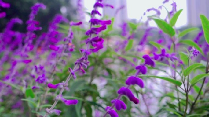 大自然小清新治愈系植物紫色花卉花朵花丛