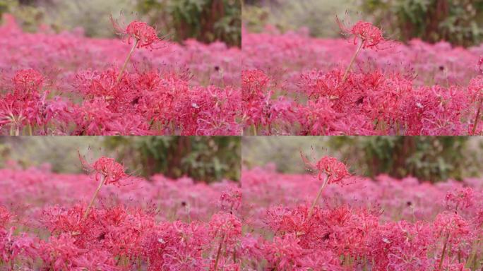 鲜红色的蜘蛛百合，在雨天开成簇