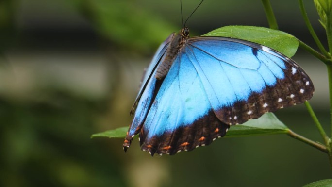 一只蓝色大闪蝶