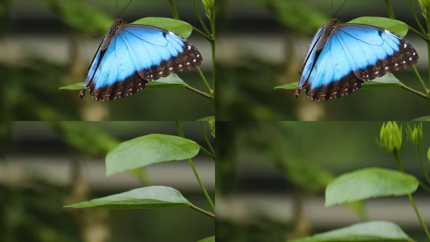一只蓝色大闪蝶