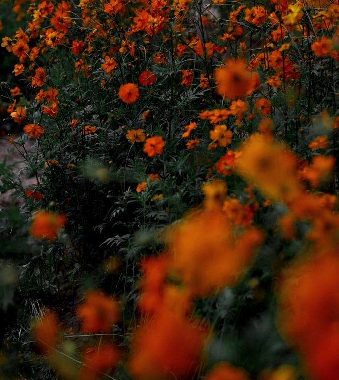 清新唯美花朵花海花瓣