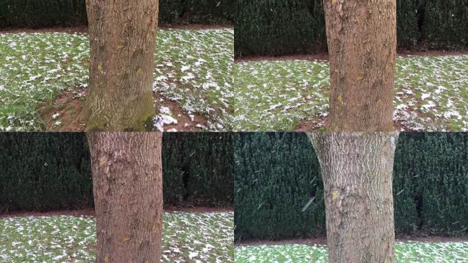 雪中常见的灰树干/树皮
