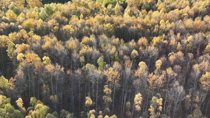 4K晚秋白桦林风景