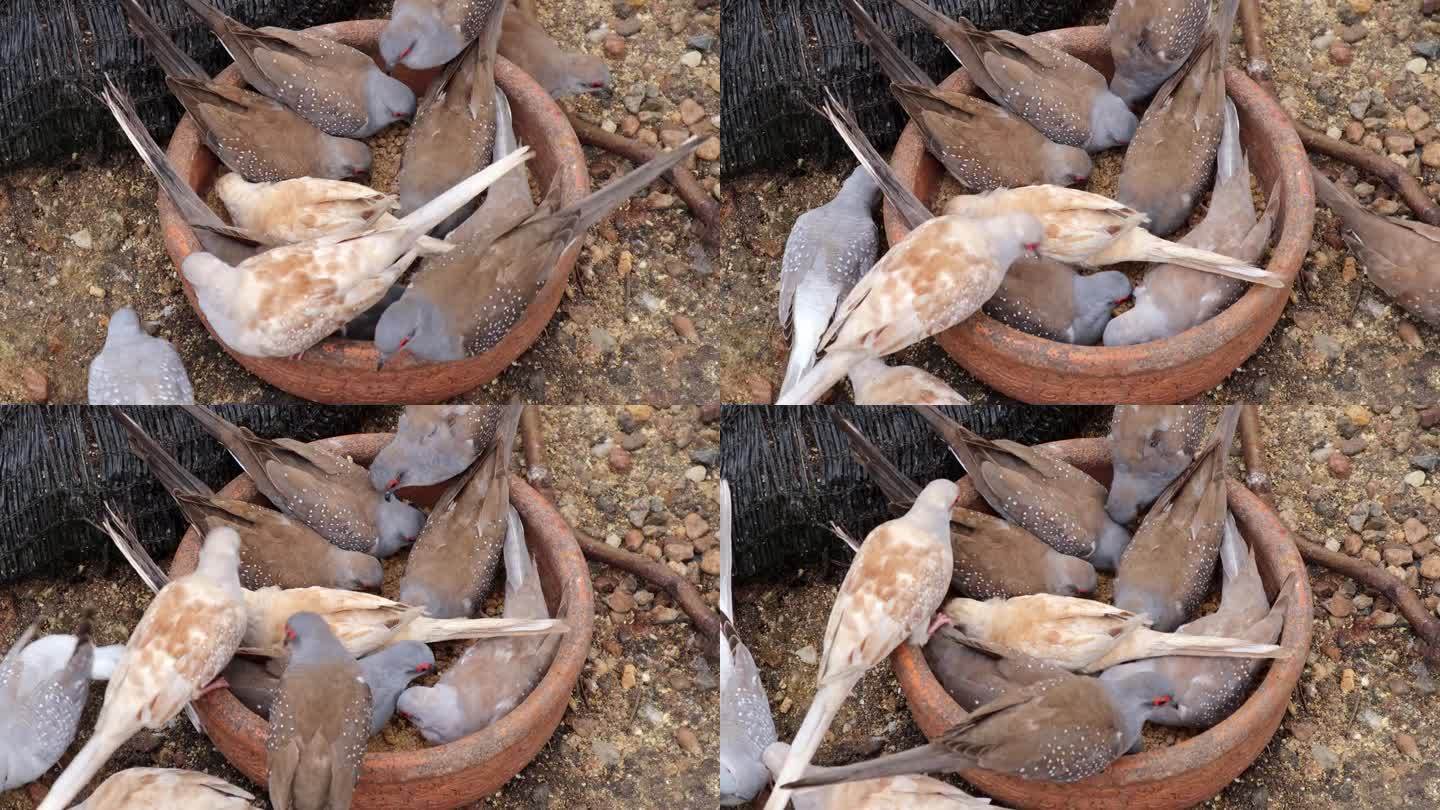 一群钻石鸽子在木制托盘上进食。