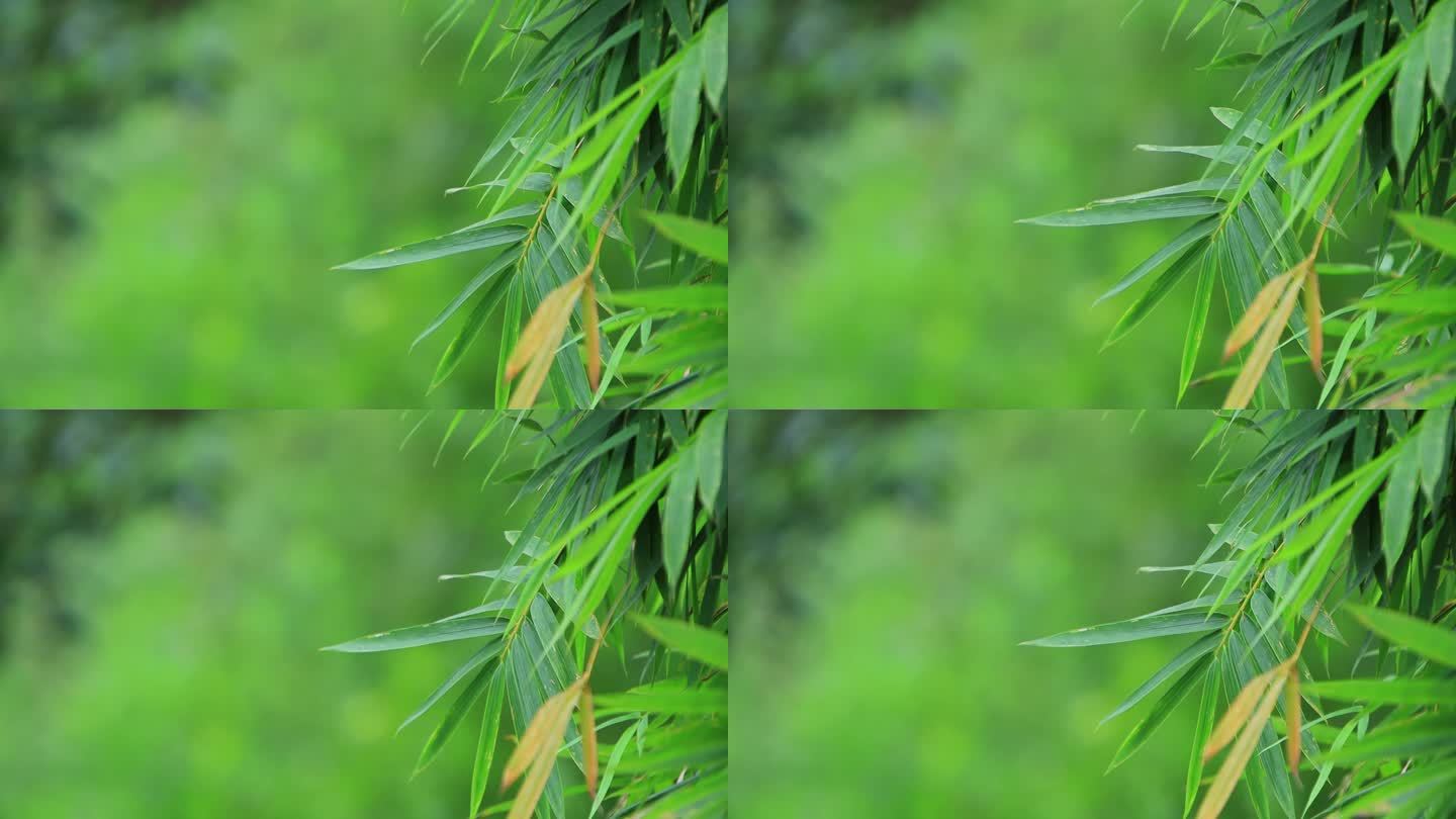 竹子竹叶随风飘荡小清新4k空镜头素材