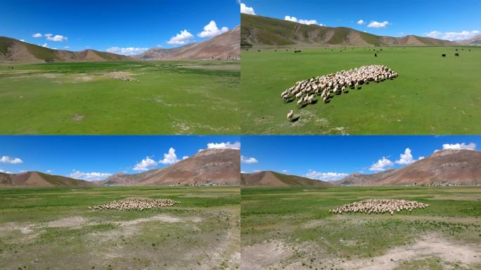 4K草原羊群奔跑航拍