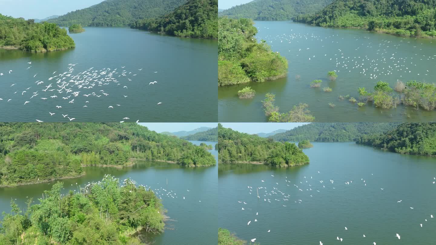 白鹭群鸟起飞升格飞翔4K湿地自然水库风景