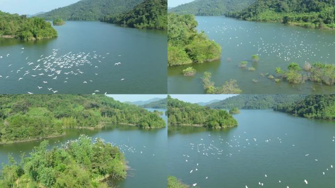 白鹭群鸟起飞升格飞翔4K湿地自然水库风景