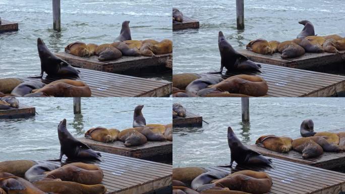 在39号码头休息的海狮