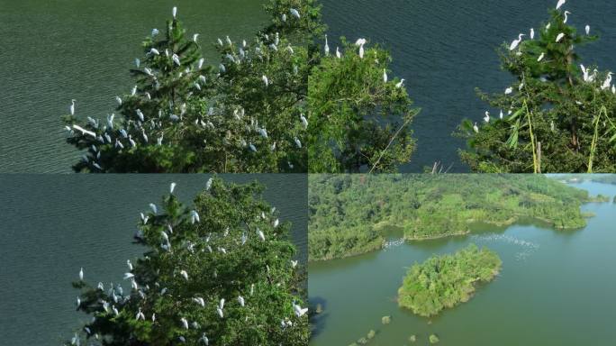 白鹭群鸟飞翔大自然湿地环境航拍水库湖水