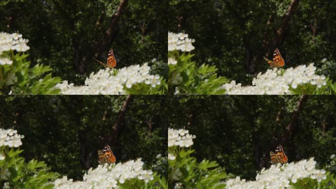 五颜六色的彩绘女士栖息在高处，吃山楂花，达特穆尔