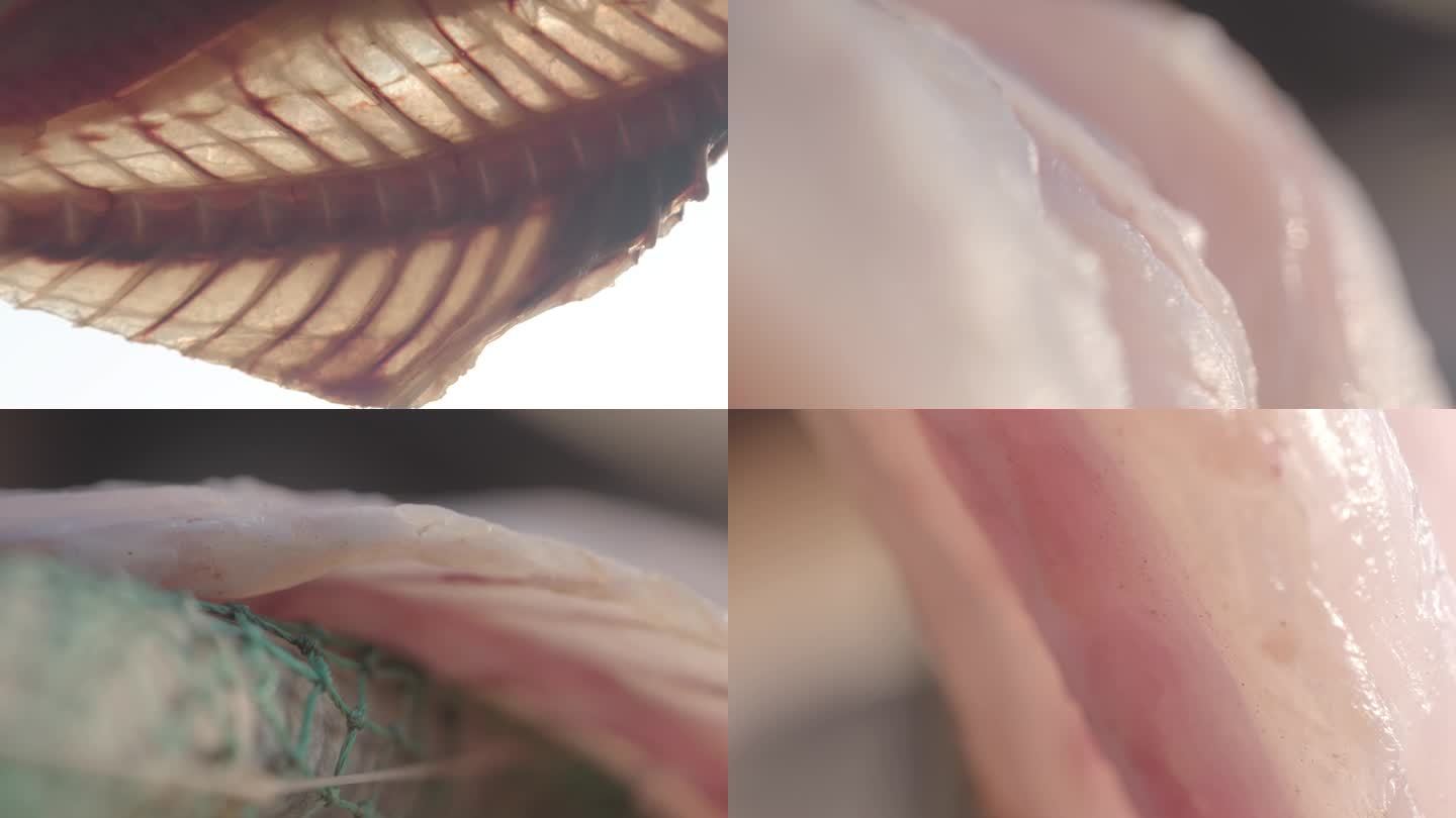 4K M1广东雷州鲜美鱼肉晾晒海鲜海产品