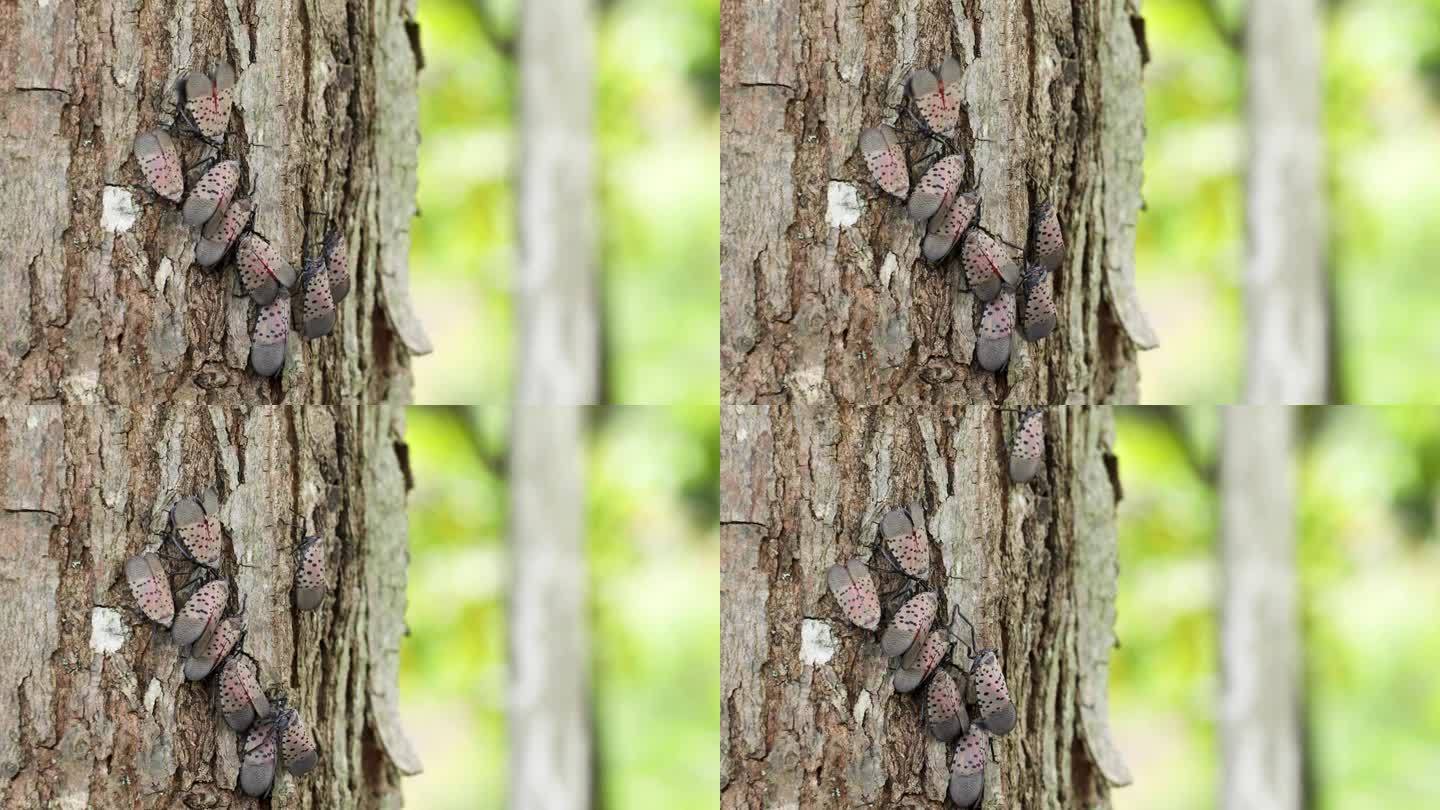斑点灯笼蝇侵扰树在宾夕法尼亚州