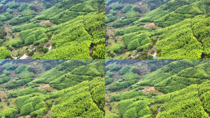 浙江黄岩西部山区，富山乡，竹林航拍