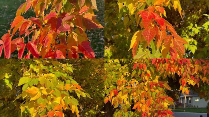 秋天的红叶近摄镜头1