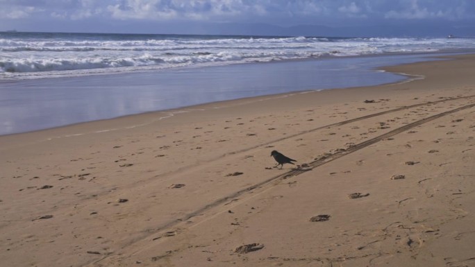 小乌鸦在沙滩上走到水边