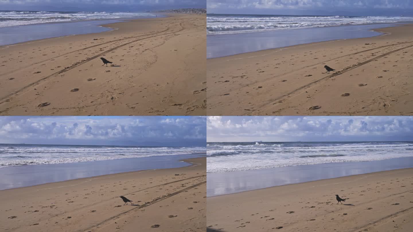 小乌鸦在沙滩上走到水边