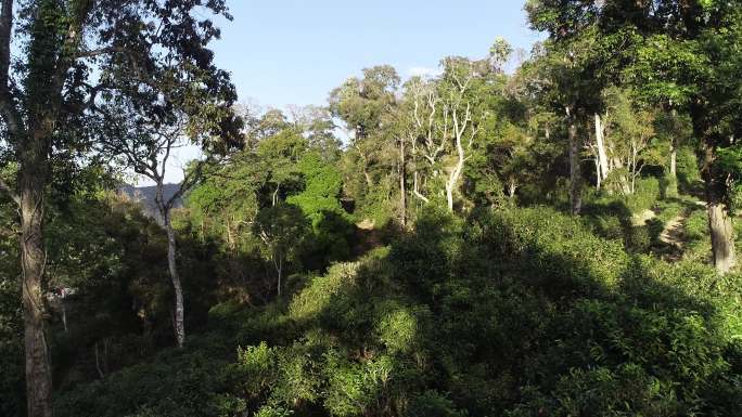 航拍西双版纳基诺茶山古茶树3