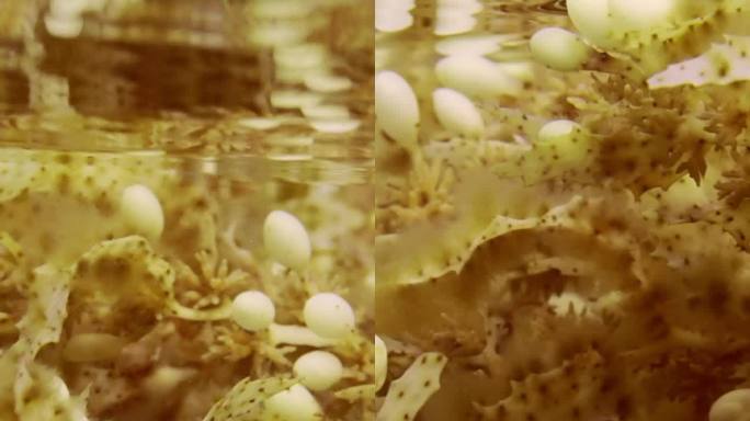 在明亮的阳光下，棕色马尾藻在水面下游动