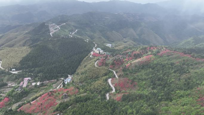 航拍浙江磐安高姥山杜鹃花海