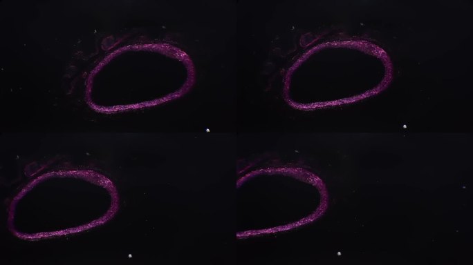 40倍科学显微镜下静脉切片对比图