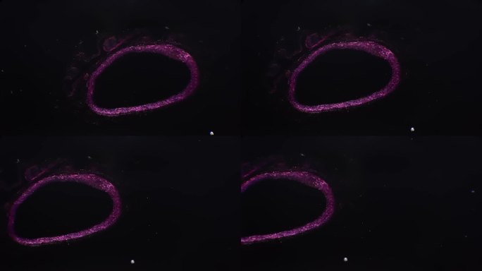40倍科学显微镜下静脉切片对比图