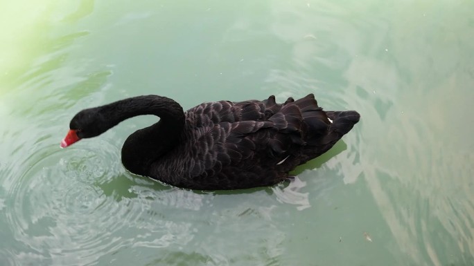 美丽的黑鹅漂浮在水面上寻找食物。