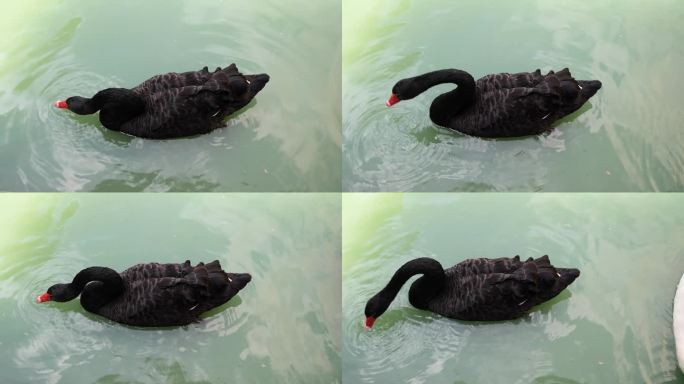 美丽的黑鹅漂浮在水面上寻找食物。