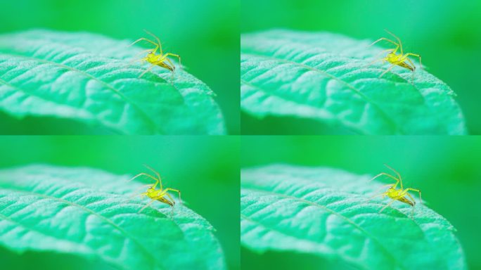 一只绿蜘蛛坐在森林里的一片叶子上的微距视频。