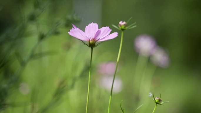 农村小花