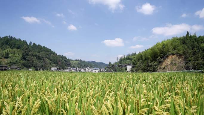 稻田水稻