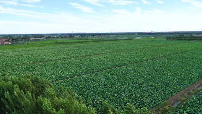 林业 玉米地 莲藕种植 种植业 北方基地