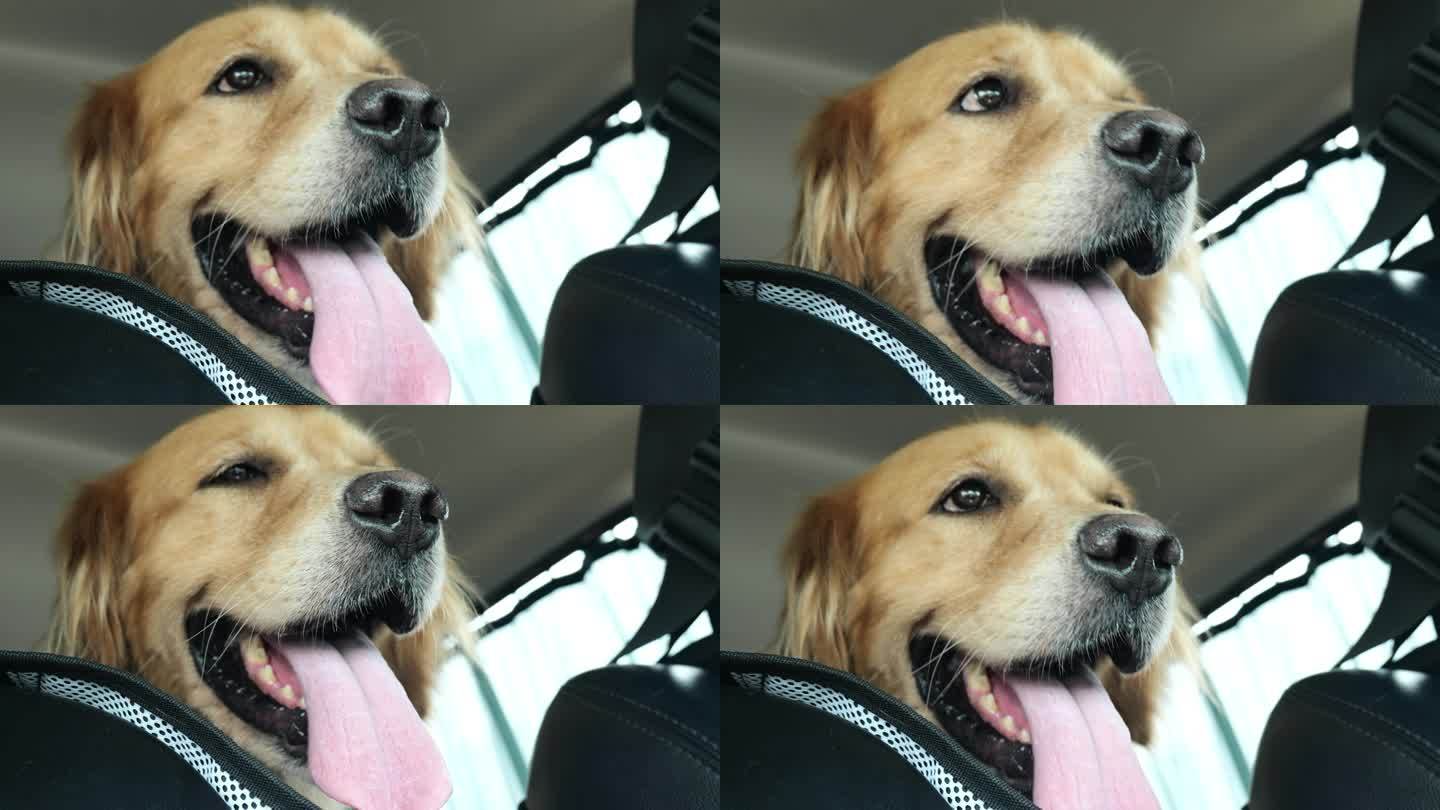 狗狗坐车